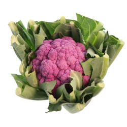 CHOU FLEUR VIOLET 8PCS